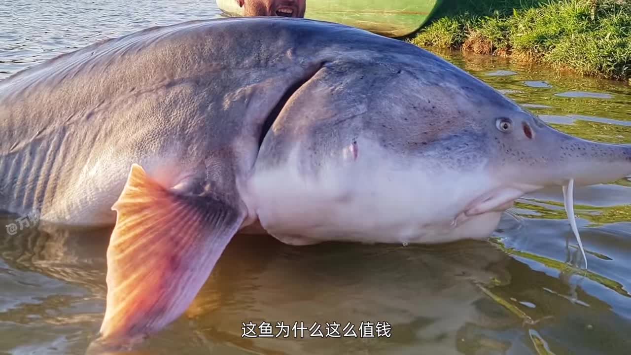 渔民捕捞到千斤达氏鳇,国家以22万元收购,这鱼为什么这么贵?