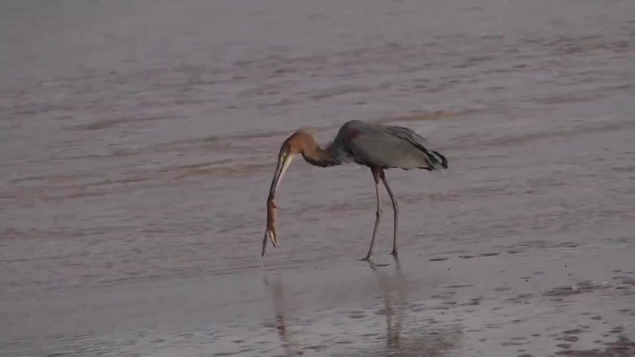 苍鹭捕食黄鼠狼,尖嘴直接刺穿,六口吞食黄鼠狼