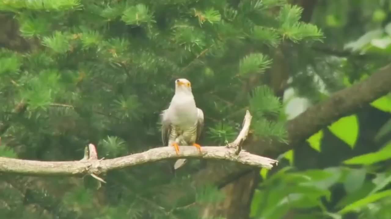 杜鹃借巢产子“谋杀”鹰幼崽，被鹰妈妈抓住