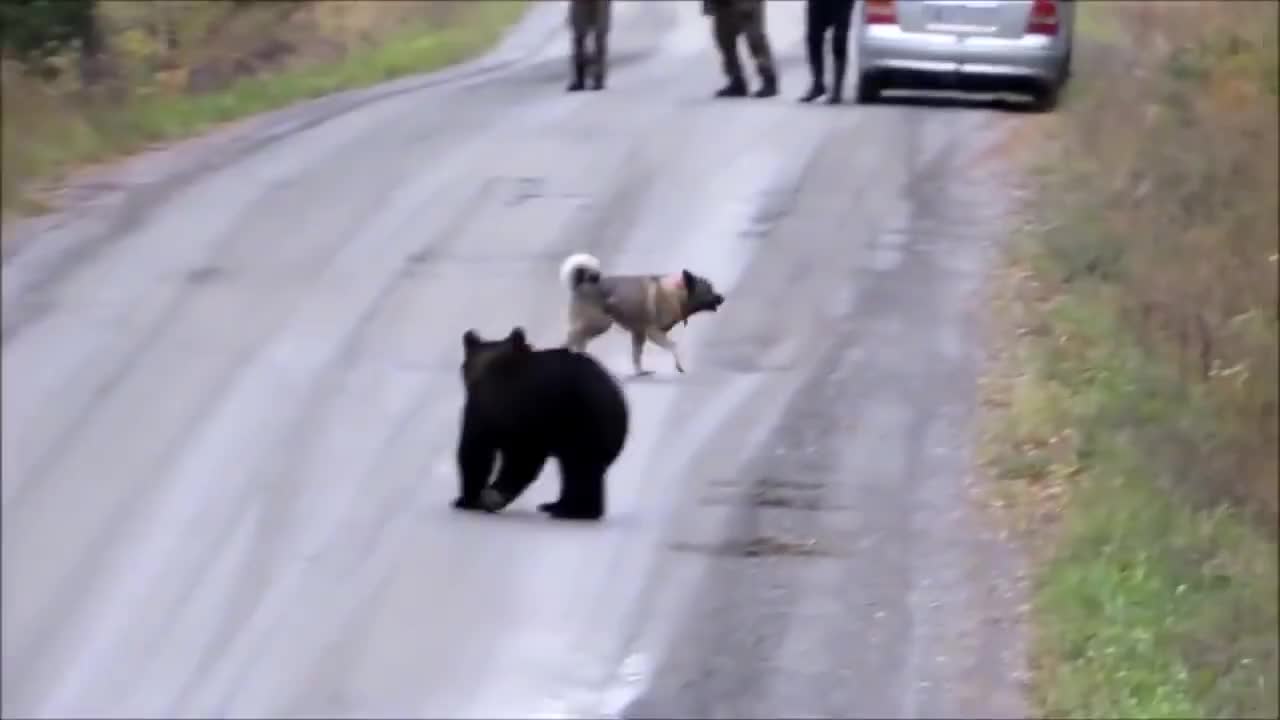 男子遇上黑熊,狗狗上前驱赶,不料黑熊回头了!