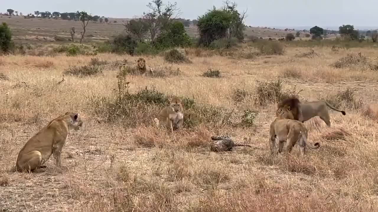 罕见!三头母狮为了保护花豹,和两头雄狮硬刚了起来!