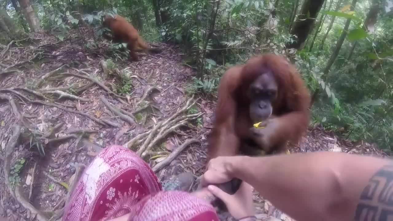 一群人探险偶遇猩猩,下一秒直接拽住女子的手,死活不肯松开!