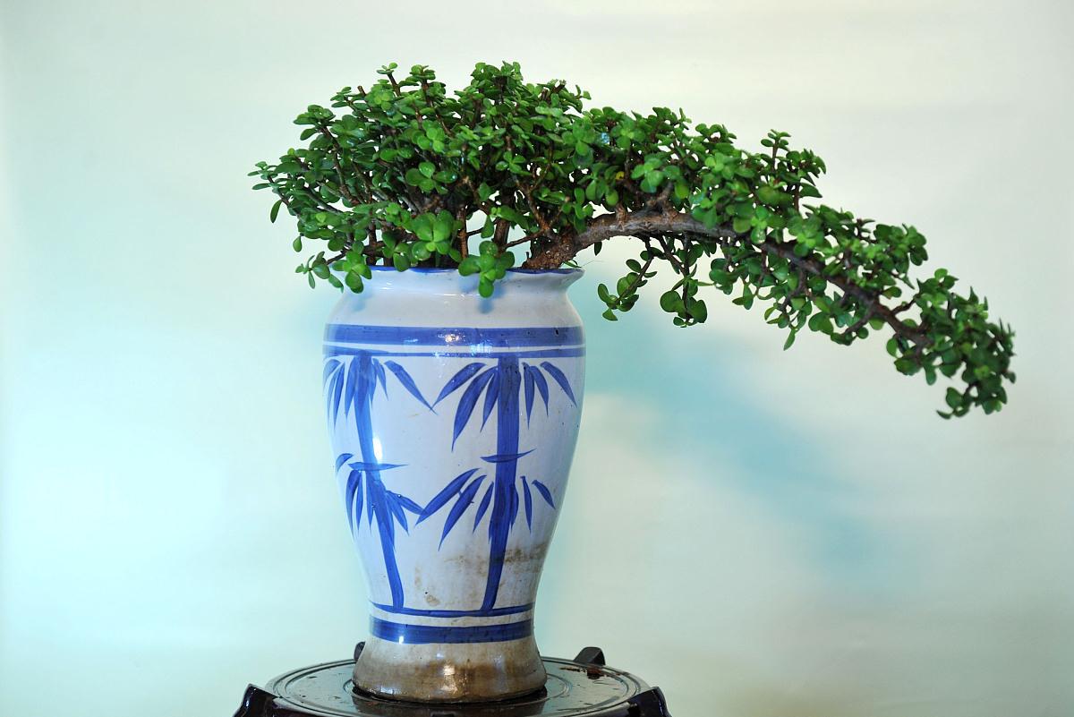 金枝玉叶剪得好,养成漂亮的盆景,越养越值钱|金枝玉叶|盆景|枝条_新浪
