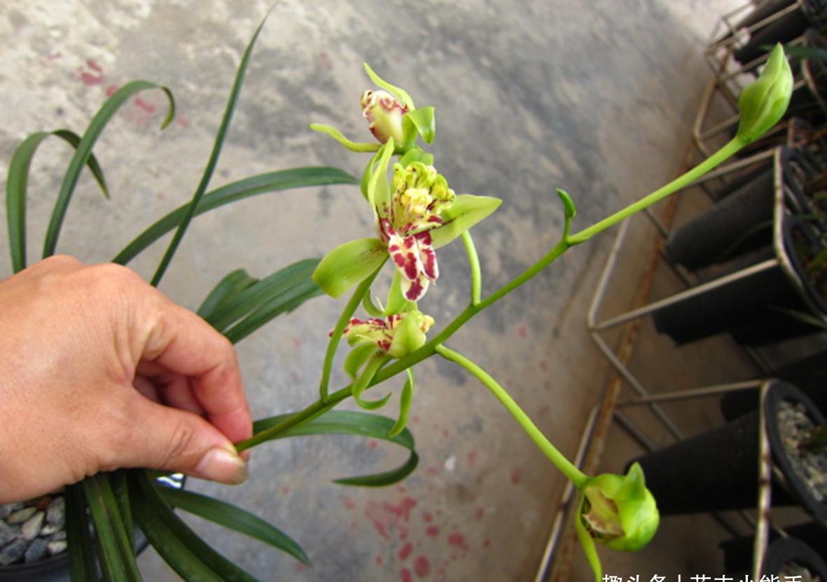 有款蘭花花型奇特像獅子花香濃郁好養活美得移不開眼睛