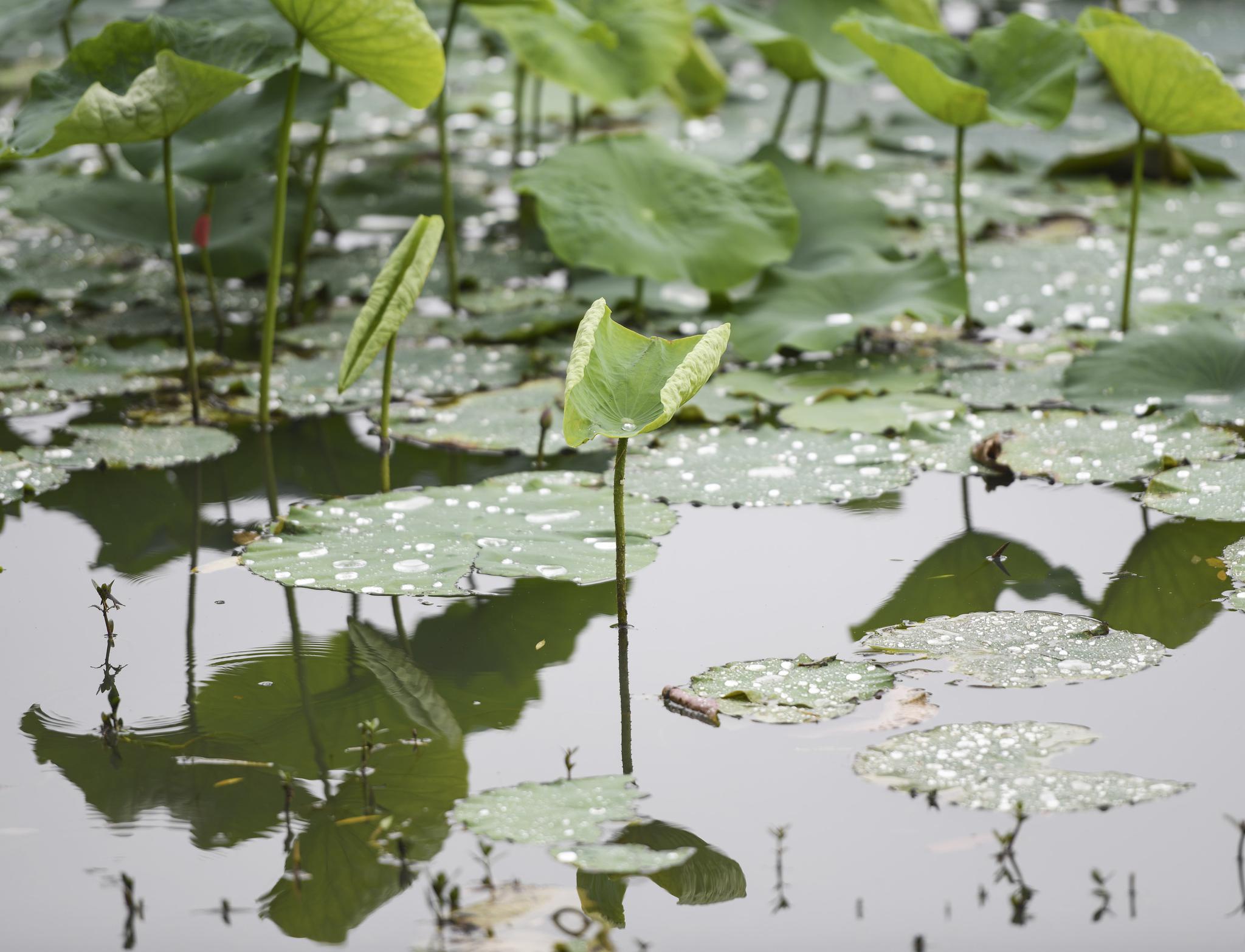 安徽合肥:初夏的包公园,荷叶上滚动的雨珠,美极了