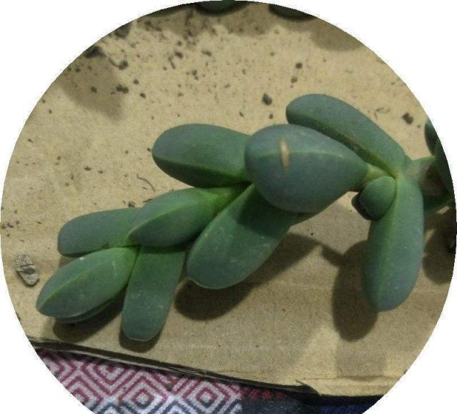 一根枝条就营造出森林的感觉,家里养这种花休闲区蓝鸢梦想 - Www.slyday.coM 一根枝条就营造出森林的感觉,家里养这种花休闲区蓝鸢梦想 - Www.slyday.coM