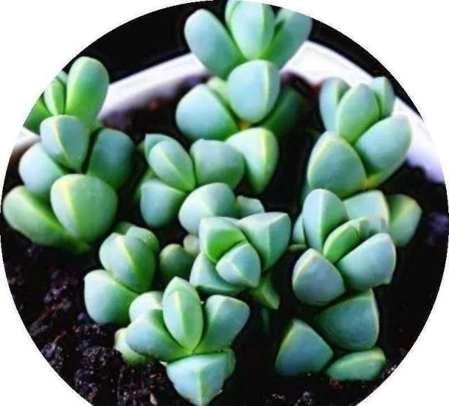 一根枝条就营造出森林的感觉,家里养这种花休闲区蓝鸢梦想 - Www.slyday.coM 一根枝条就营造出森林的感觉,家里养这种花休闲区蓝鸢梦想 - Www.slyday.coM