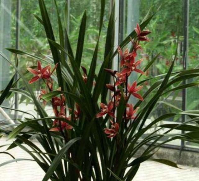 家庭中如何养兰花盆栽？学3招，植株多发新芽嫩叶啊休闲区蓝鸢梦想 - Www.slyday.coM