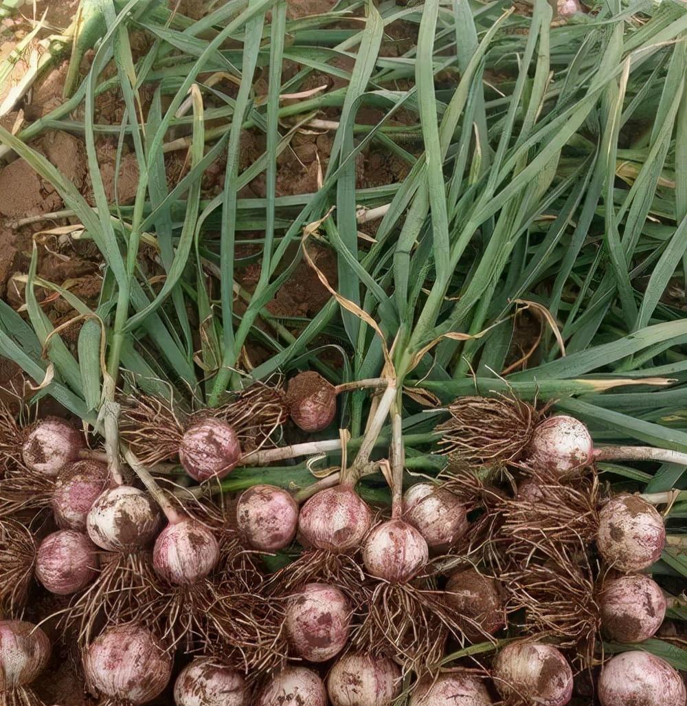 还有一种方法是选择独蒜,没有蒜瓣,一整头蒜,剥一