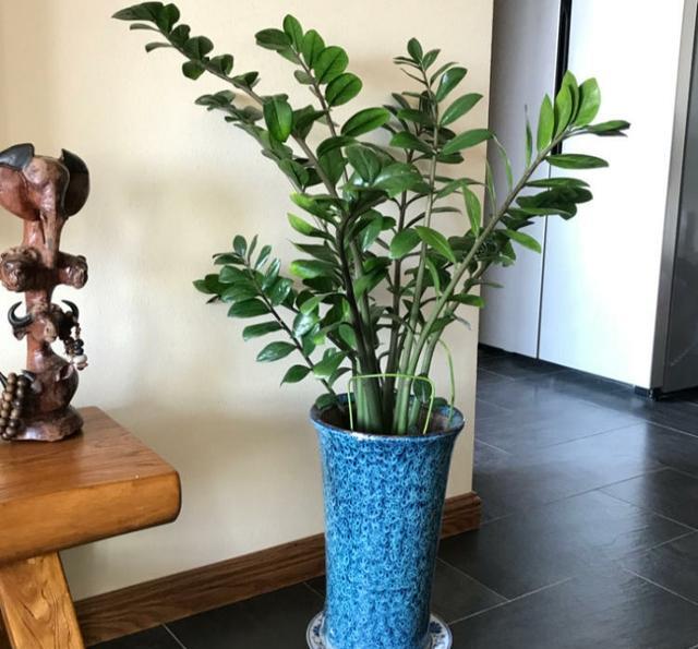 铜钱树养护很简单,正确管理,留意要点,叶片翠绿又鲜亮