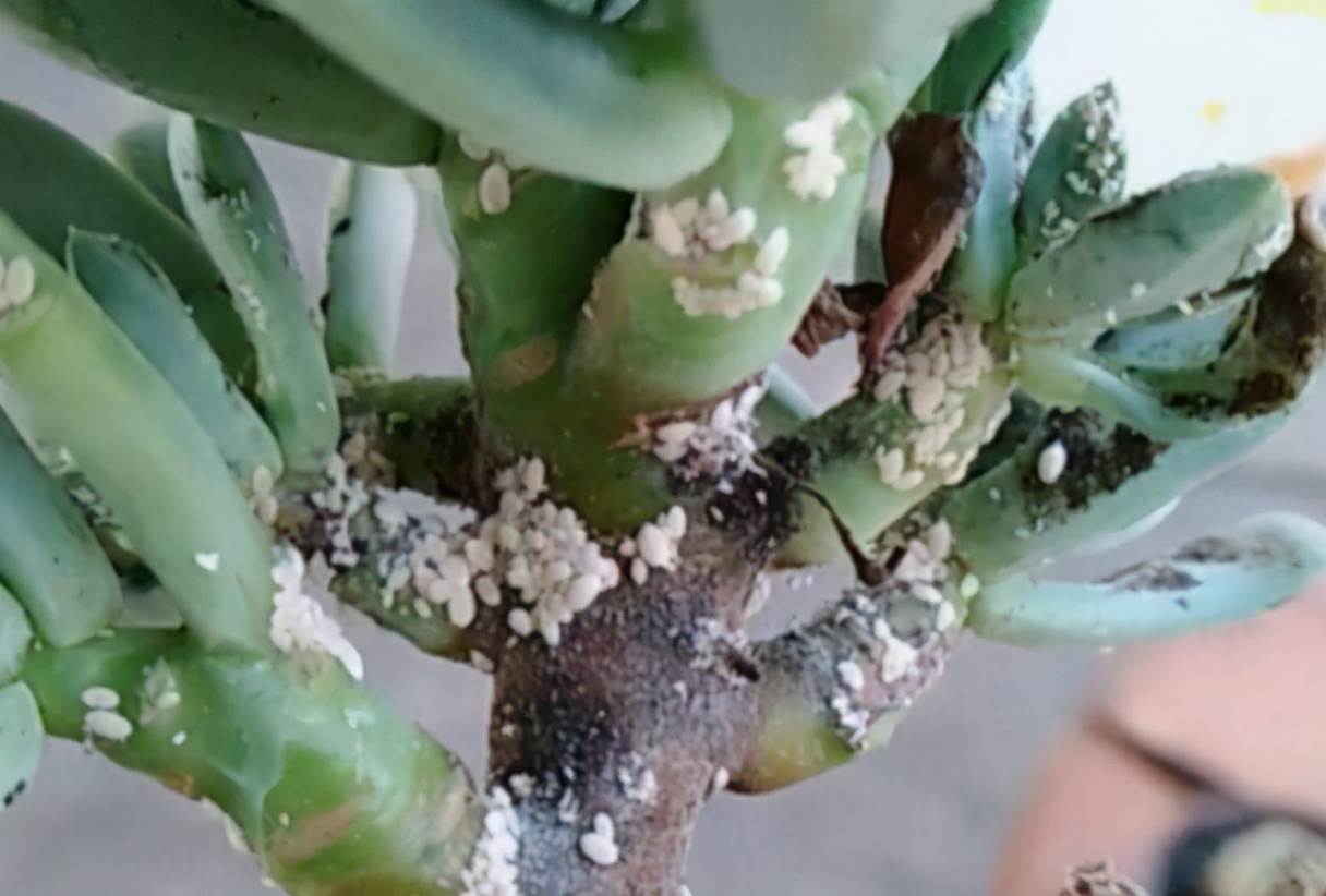 蚧壳虫夏季频繁发生,教你2个方法,预防杀灭都轻松