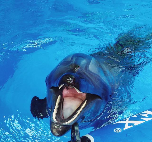 昆明这家亲子酒店,住在酒店里就可遇见海豚,出门5分钟就到海滩