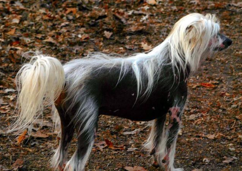 中国冠毛犬,不用张着嘴伸出舌来散热,它是唯一靠汗腺排汗的犬种休闲区蓝鸢梦想 - Www.slyday.coM 中国冠毛犬,不用张着嘴伸出舌来散热,它是唯一靠汗腺排汗的犬种休闲区蓝鸢梦想 - Www.slyday.coM
