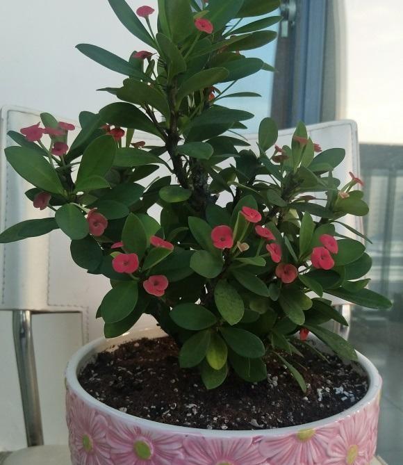 虎刺梅冬天怎么养 - 绵柔百科知识