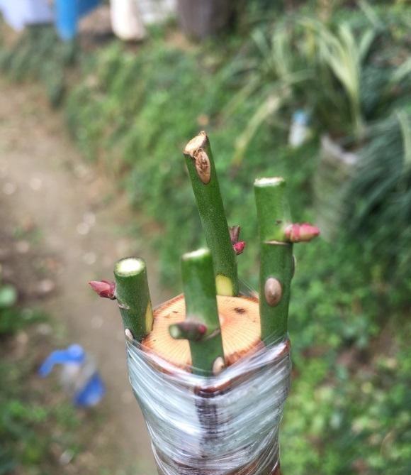 月季嫁接用哪种砧木最好嫁接要留意什么有些技巧要了解