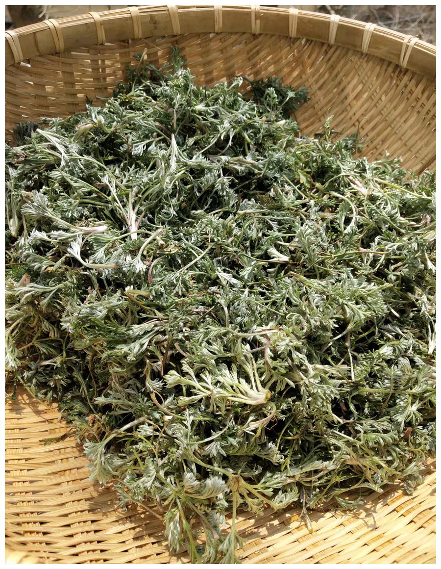 藏在路边"养肝菜",不吃再等一年,准时上厕所,肠道通畅|茵陈|野菜|肠道