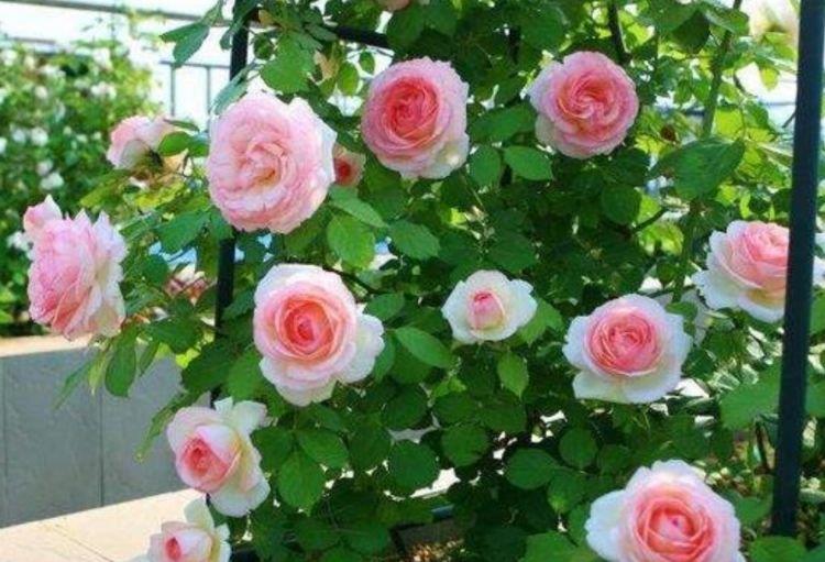 4种花很耐养沾土就能活花量大不操心越养越喜欢