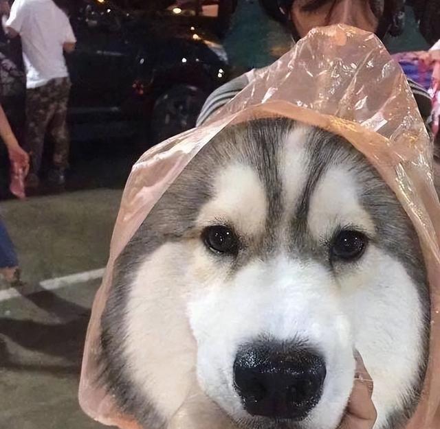 5/ 6看着裹着严严实实的二哈,反观只戴着安全帽,被雨淋成落汤鸡的狗