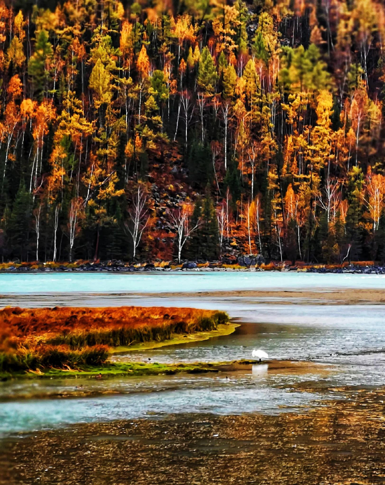 中华美景巡礼新疆阿尔泰山中段喀纳斯秋天的风景奇美无双