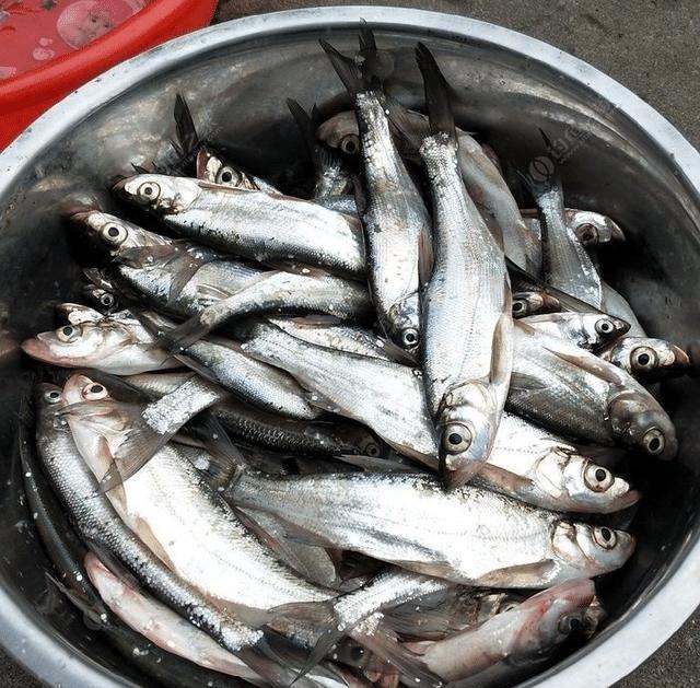 长江该禁止钓鱼?一男子长江"疯钓"野生白鱼,引网友怒怼