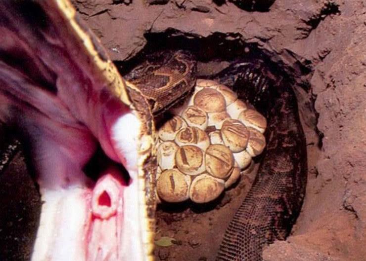 镜头下非洲的无畏者们,为了生计进洞捕蛇,以身犯险令人揪心|蟒蛇|巢穴