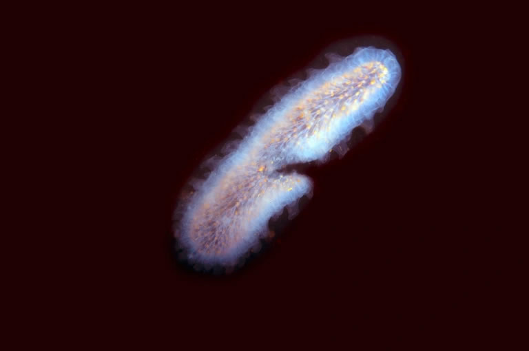 潜水员在<a href=