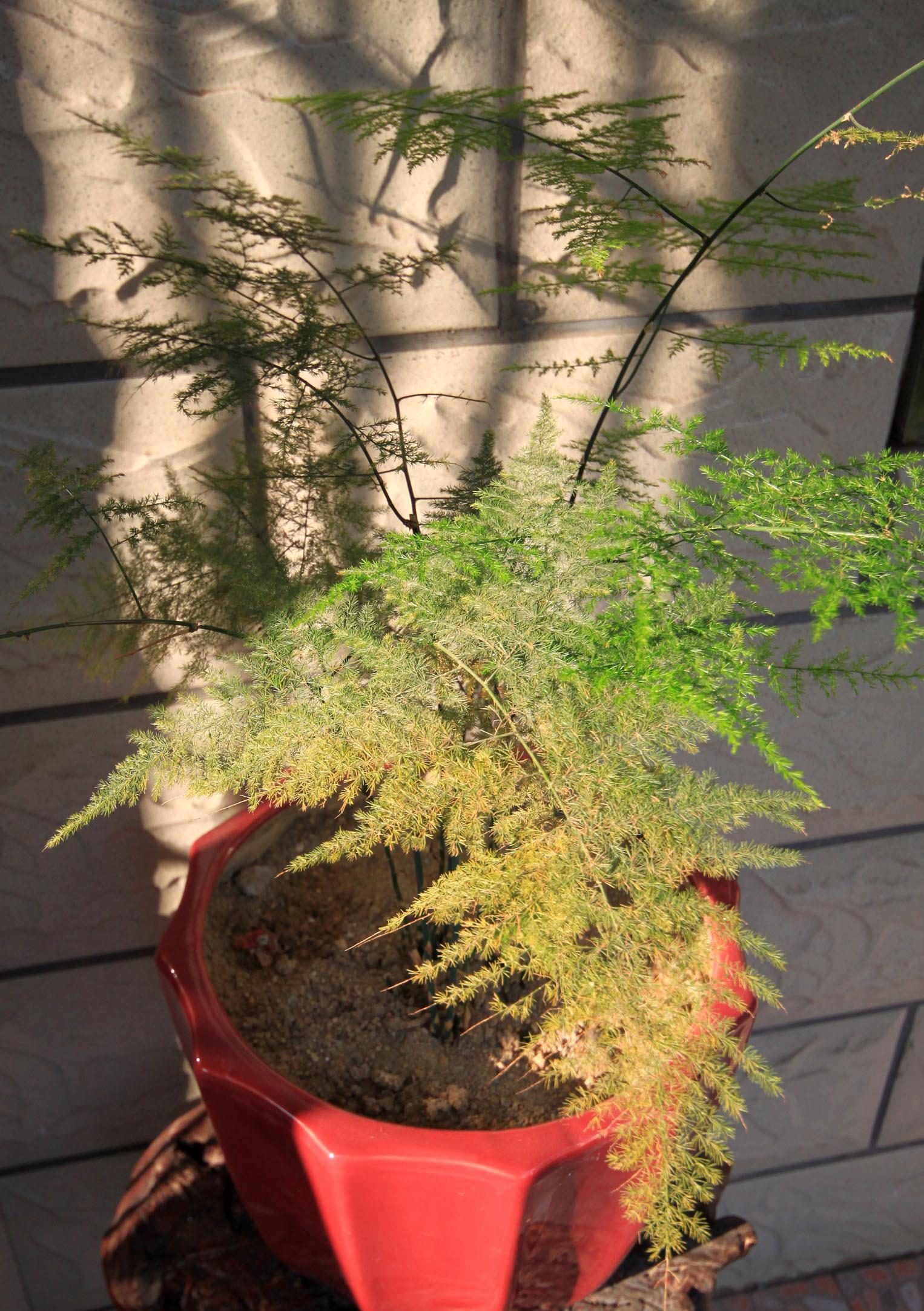 入冬后,文竹绿萝老黄叶,给它们喝点这种水,叶片壮实绿油油!