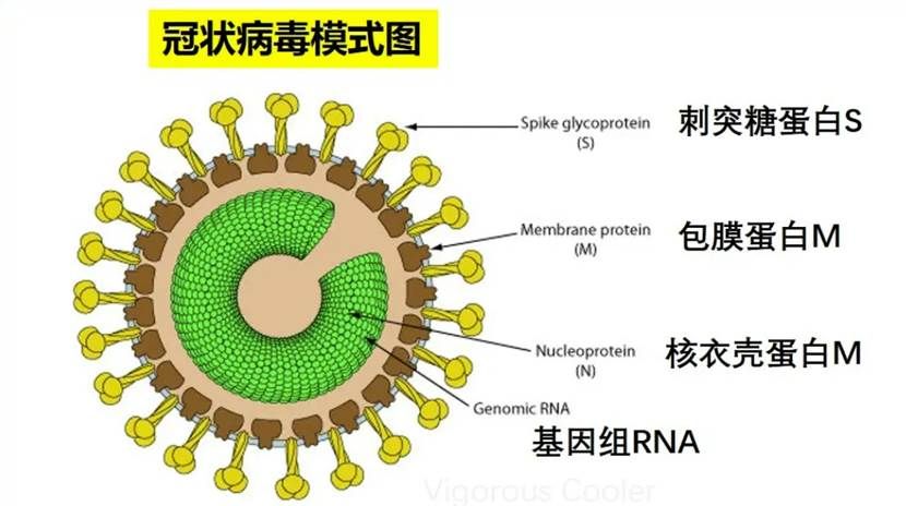 的rna 基因组开放阅读框orf1ab和s,n,e基因;病毒的最外层具有包膜结构