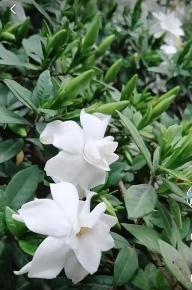 探究其在文化中的象征意义与寓意