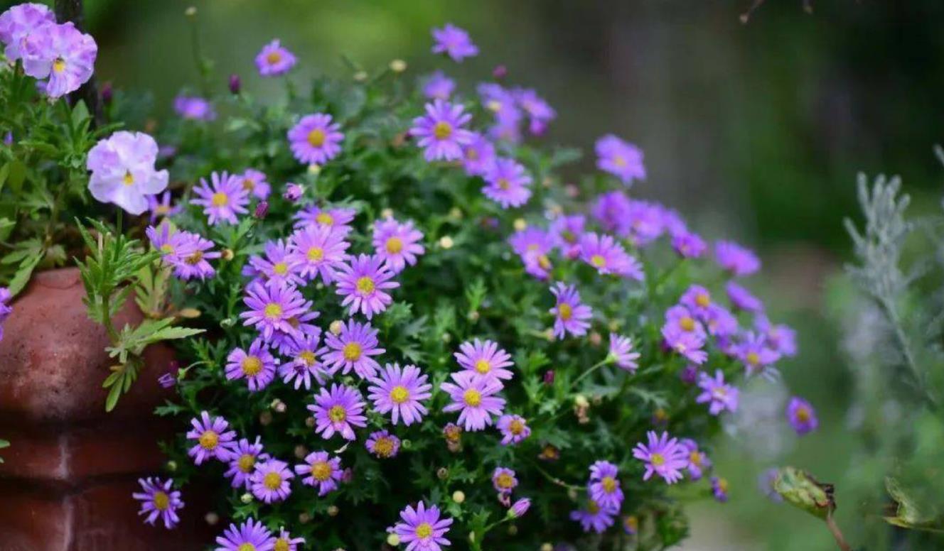 养一盆花开火盆的姬小菊现在种下去开花到冬天