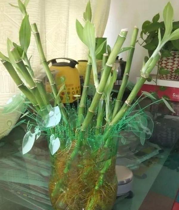 在家该如何水培植物?
