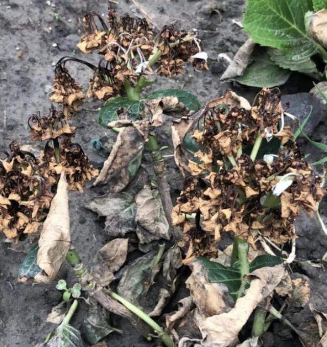 快死的花别扔,剪一刀,还能起死回生