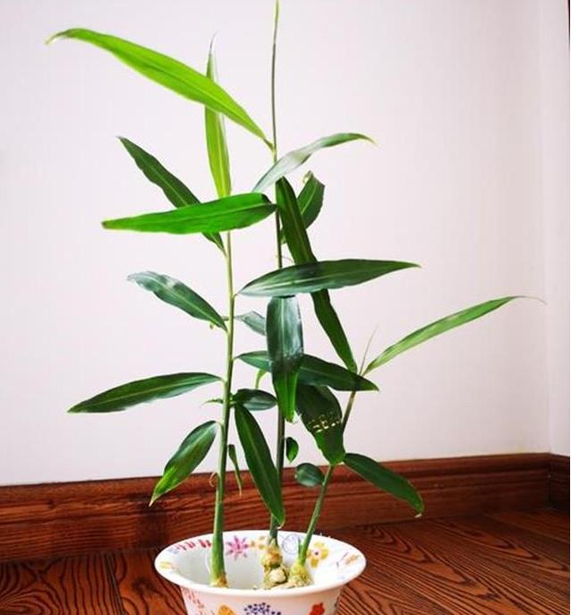 生姜盆景已经成为新潮流,埋到花盆里,长出芽,到夏天能收获!