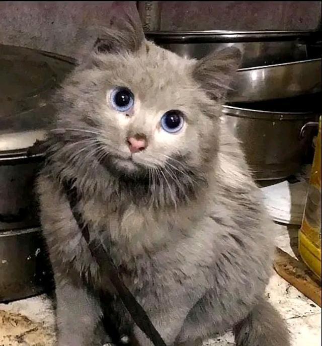 一只猫能有多邋遢,看完之后,你还敢养猫吗?