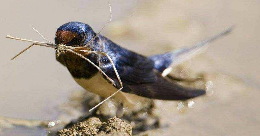 燕子濒临灭绝图片