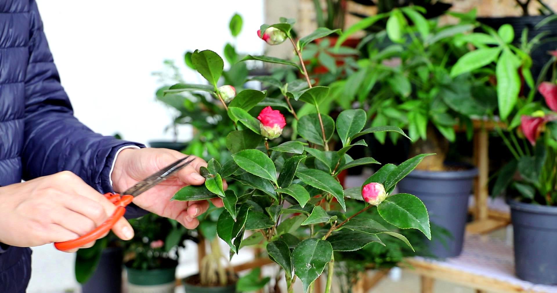 茶花開完花之後,先把茶花修剪掉.