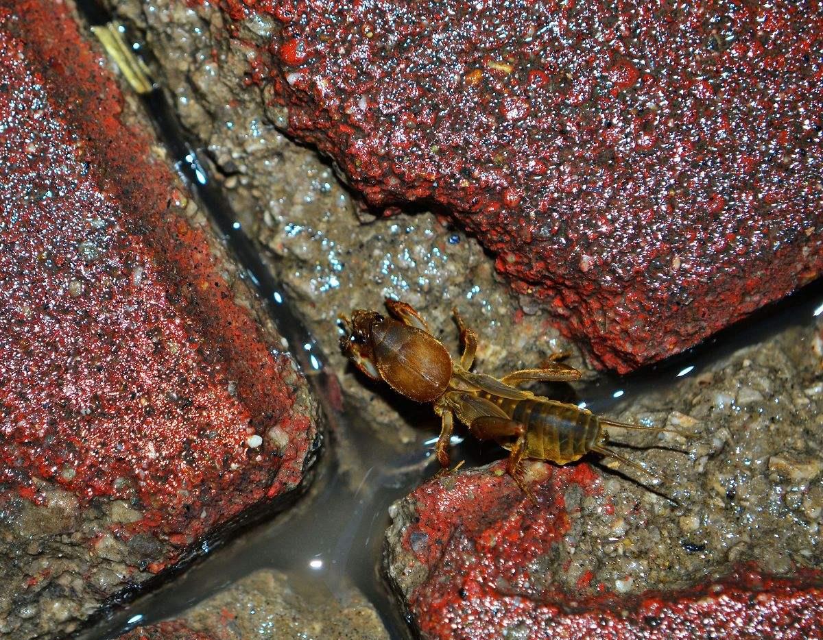 有关昆虫蝲蝲蛄的"方言",在你们家乡又叫什么呢?