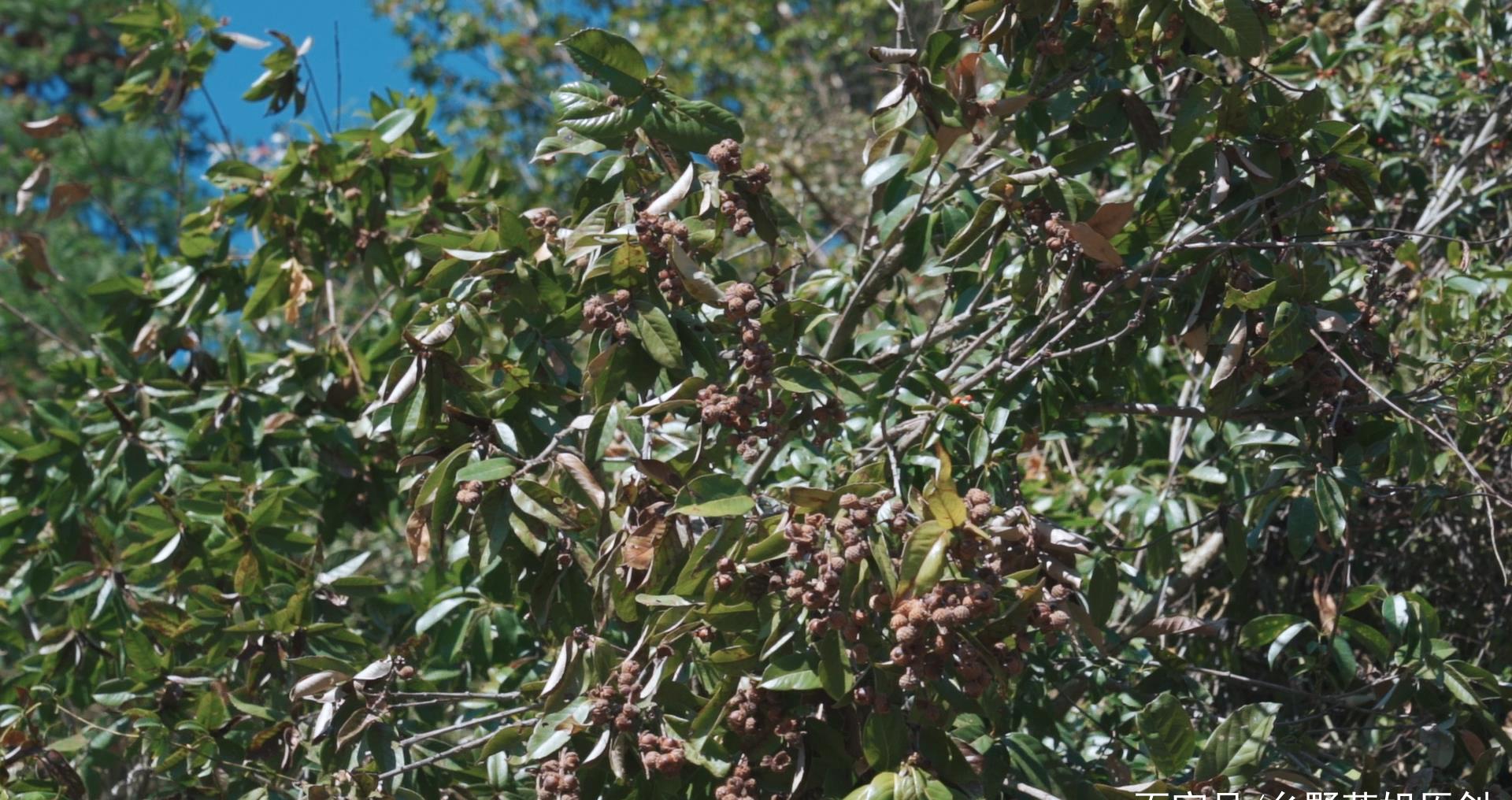 苦槠(kuzhu),山野坚果,它能制作一种美味豆腐|南方|苦槠|豆腐_新浪新