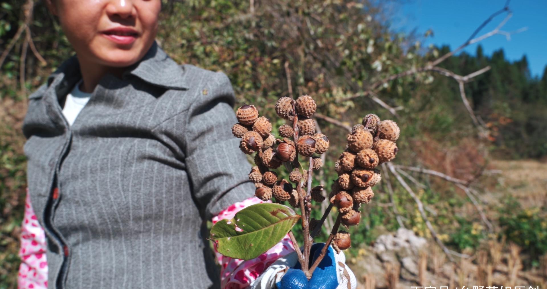 苦槠kuzhu山野坚果它能制作一种美味豆腐