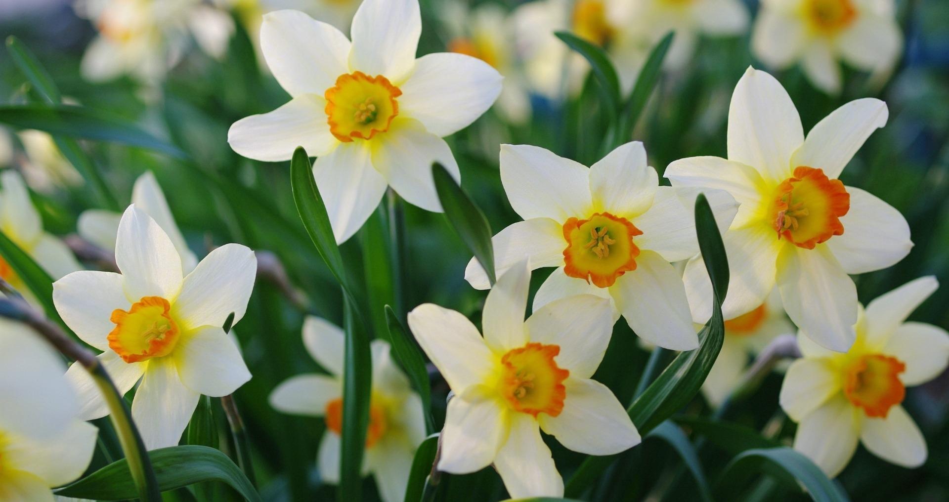 冬天花难养,中国水仙正开花,需要有么养