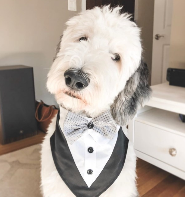 混血牧羊犬拥有白脸黑垂耳,简直就是「史努比」本尊!