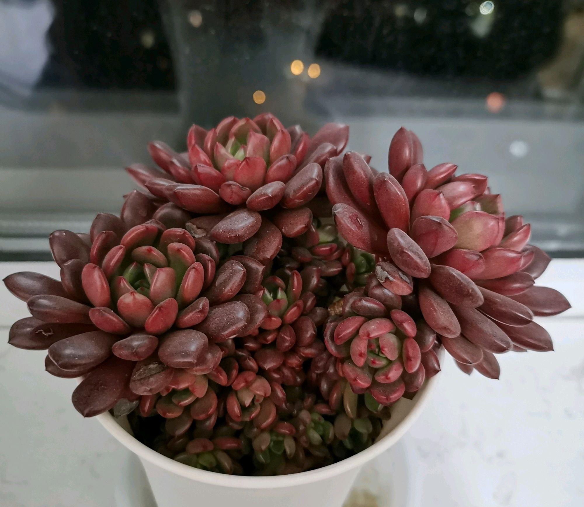 火盆出锦的多肉可以换盆吗选对换盆方式疯长火盆还易出锦