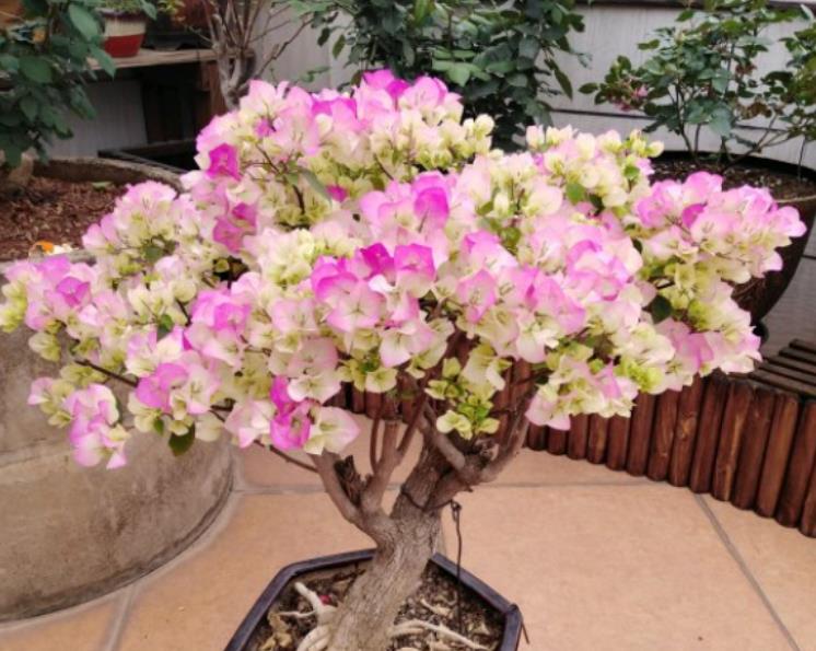 三角梅出室不能早 不然花芽全落掉 做好3步 室内开成 花球