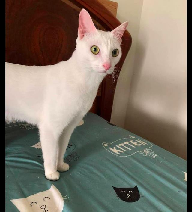 从正面看是一只白色的猫 但是尾巴却是狸花色的 是拼接猫吗 高清图集 新浪网