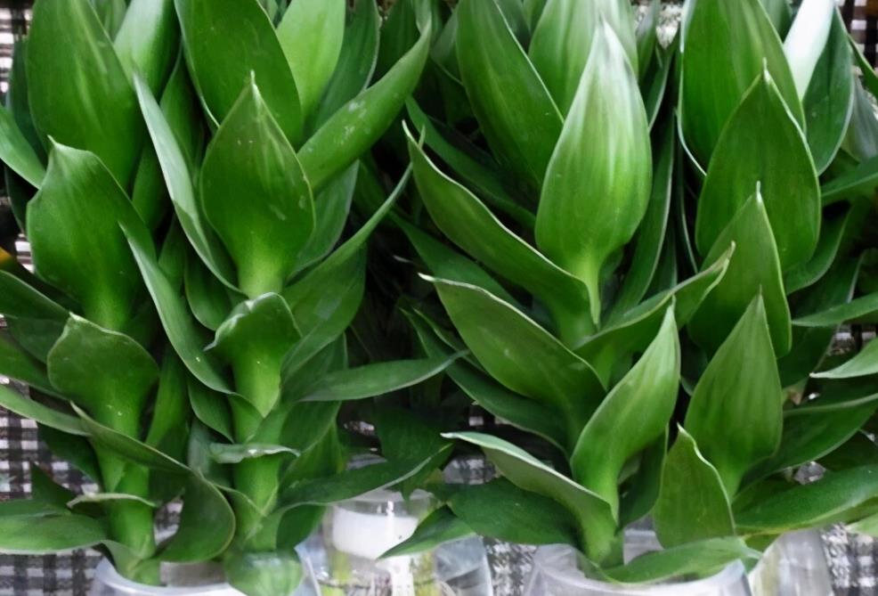 进入1月,给家里养"3种花",寓意好,空气清新,越养越喜欢|虎皮兰|富贵竹
