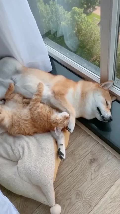 狗子和小猫一起睡觉画面真温馨太温暖了