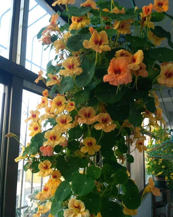 世界名花旱金莲美轮美奂的旱金莲知道怎么养吗