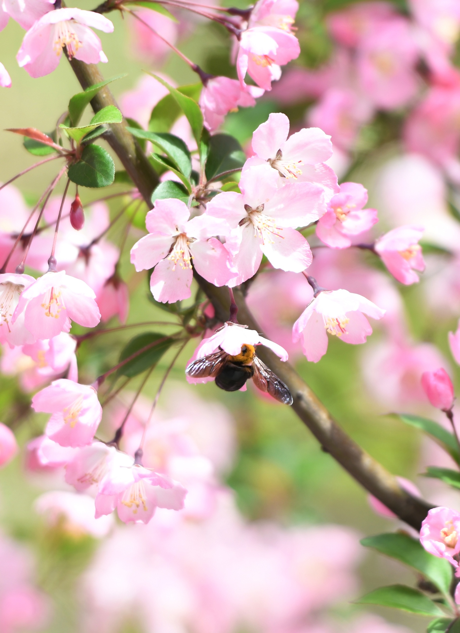 安徽合肥:垂丝海棠花盛开引来蜜蜂飞舞嗡嗡叫_高清图集_新浪网