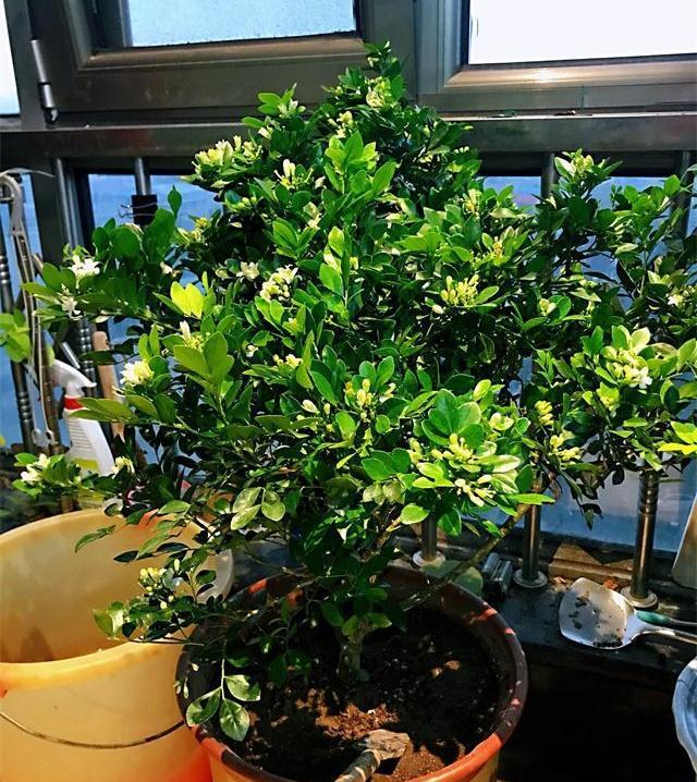 我国最香 花树 犹如天然香水 沾土就活 比绿萝强10倍 绿萝 花树 九里香 新浪新闻