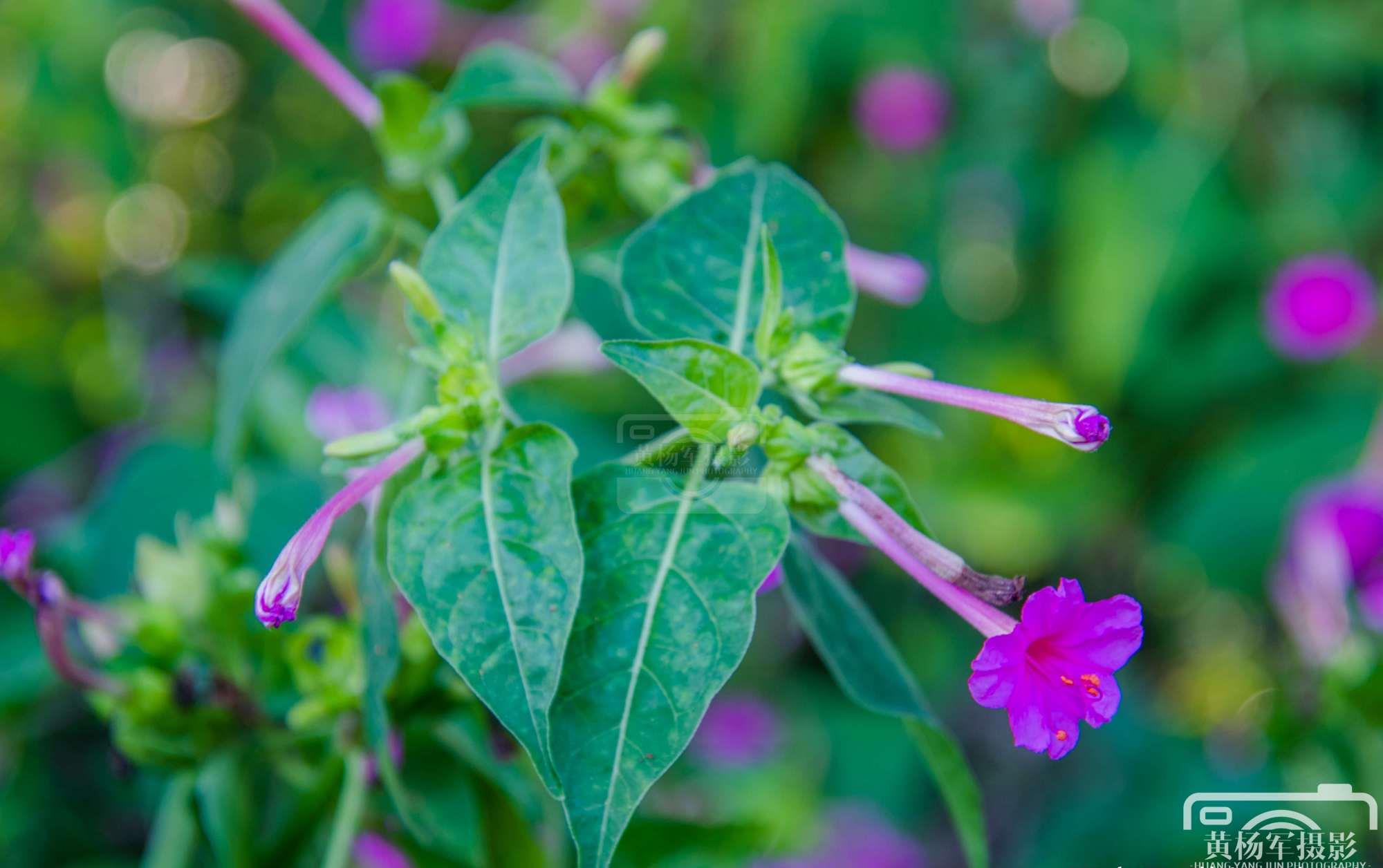 紫茉莉花盛开的迷人之美别名胭脂花紫红色的花朵非常漂亮